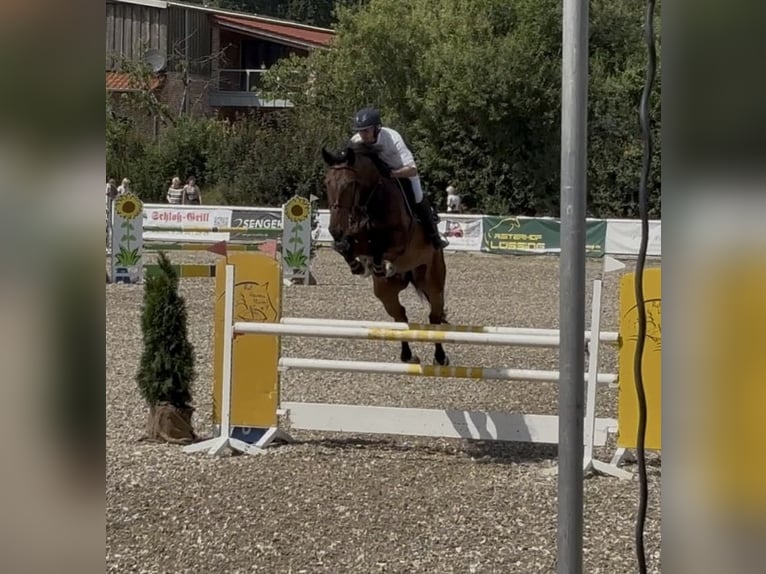 Cavallo sportivo belga Castrone 10 Anni 174 cm Baio in Haren