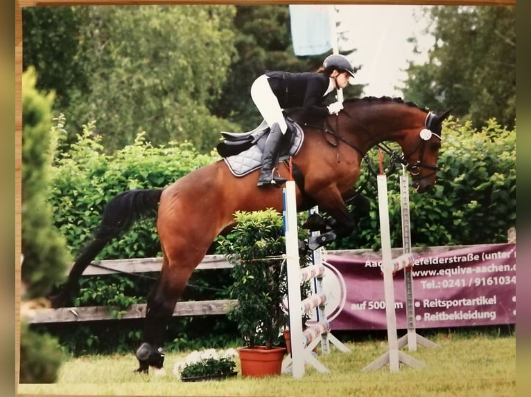 Cavallo sportivo belga Castrone 10 Anni 178 cm Baio scuro in Düren