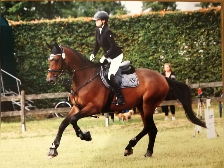 Cavallo sportivo belga Castrone 10 Anni 178 cm Baio scuro in Düren