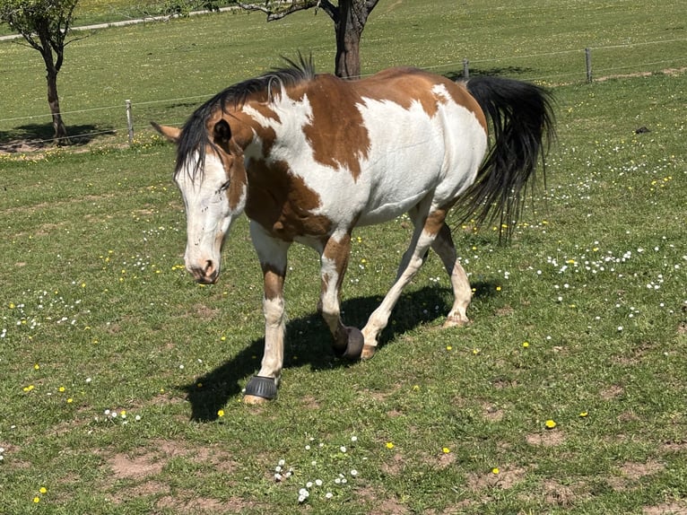 Cavallo sportivo belga Castrone 11 Anni 152 cm Pezzato in Bann