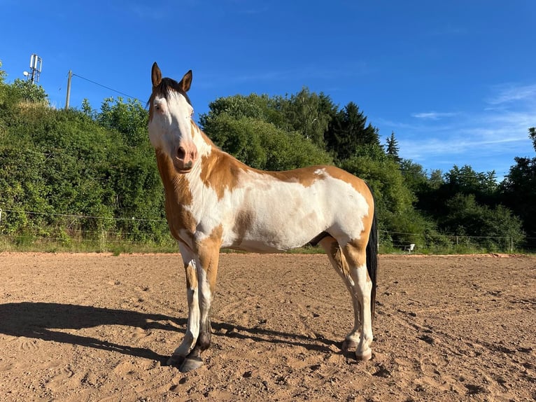 Cavallo sportivo belga Castrone 11 Anni 152 cm Pezzato in Küsel