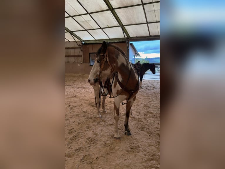 Cavallo sportivo belga Castrone 11 Anni 152 cm Pezzato in Küsel