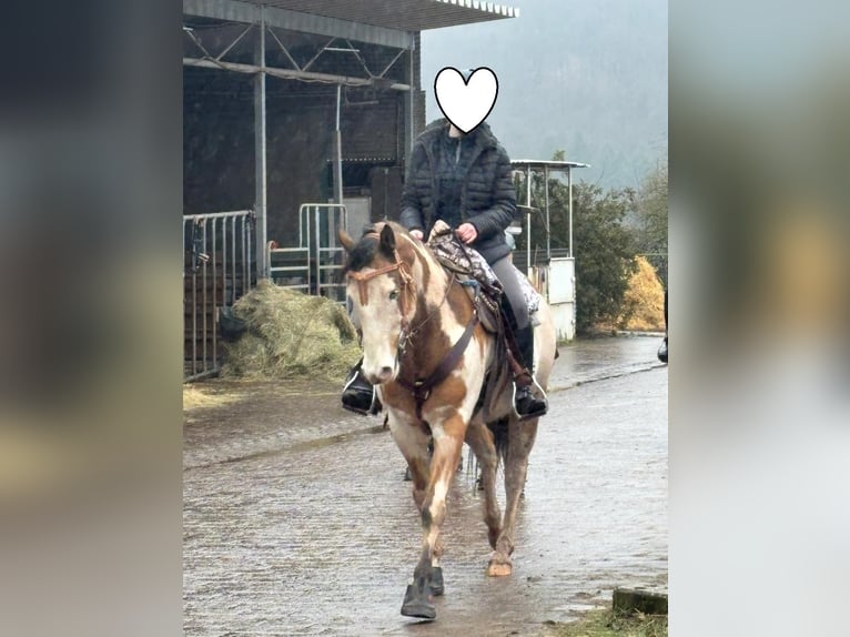 Cavallo sportivo belga Castrone 11 Anni 152 cm Pezzato in Küsel