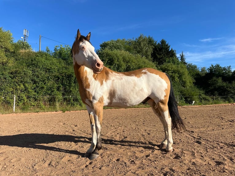 Cavallo sportivo belga Castrone 11 Anni 152 cm Pezzato in Küsel