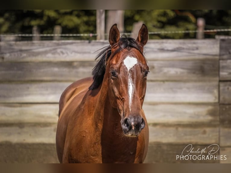 Cavallo sportivo belga Castrone 11 Anni 165 cm Baio in Niederhelfenschwil
