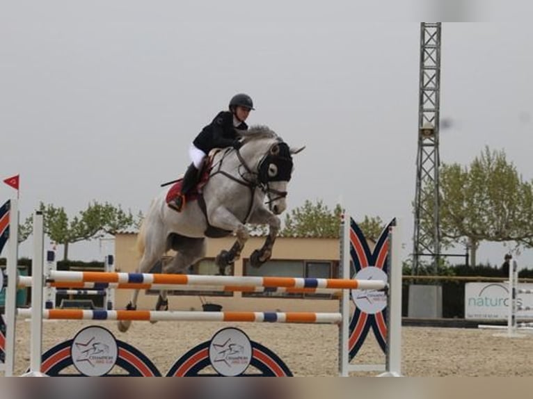 Cavallo sportivo belga Castrone 12 Anni 166 cm Grigio trotinato in Barcelona