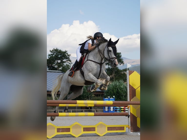 Cavallo sportivo belga Castrone 12 Anni 166 cm Grigio trotinato in Barcelona