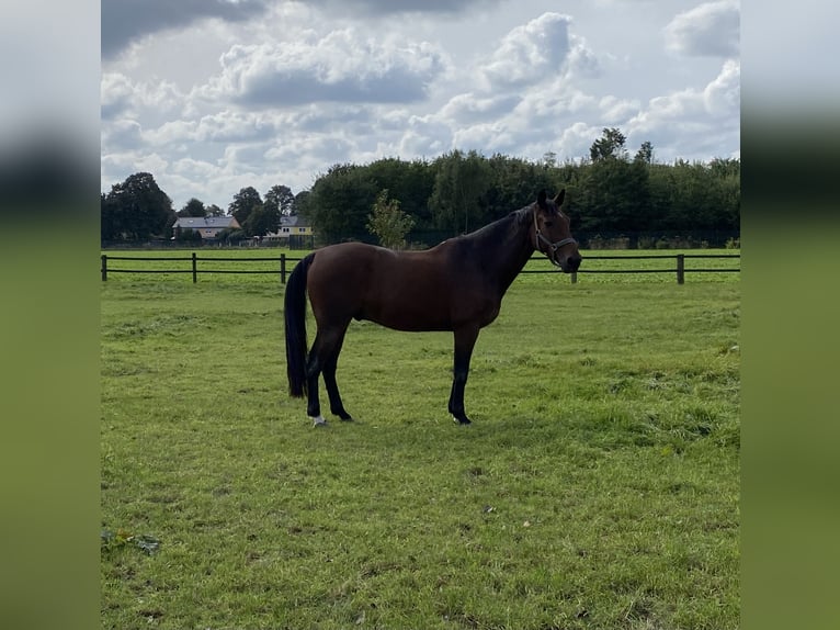 Cavallo sportivo belga Castrone 12 Anni 167 cm Baio in GochGoch