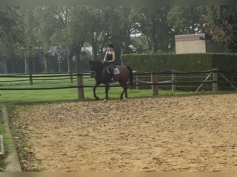 Cavallo sportivo belga Castrone 12 Anni 167 cm Baio in GochGoch