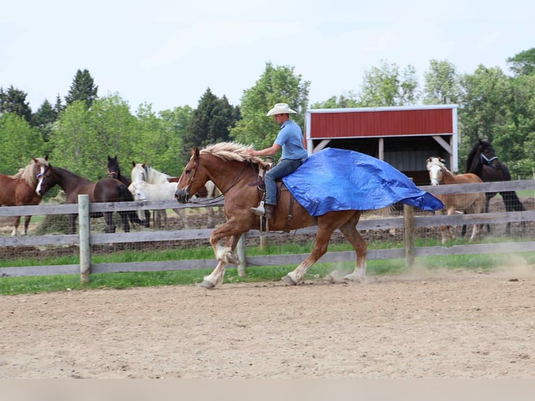 Cavallo sportivo belga Castrone 12 Anni Sauro ciliegia in Howell, MI
