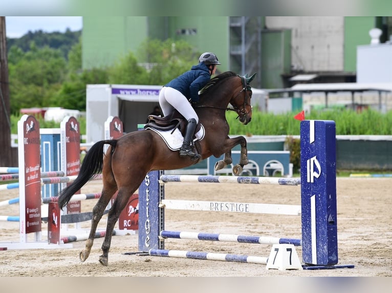 Cavallo sportivo belga Castrone 13 Anni 165 cm Baio scuro in Klagenfurt