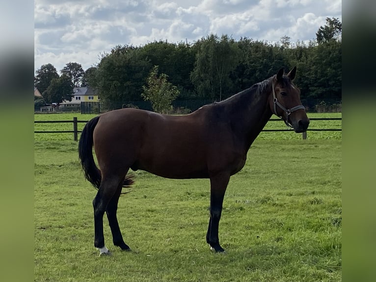 Cavallo sportivo belga Castrone 13 Anni 167 cm Baio in GochGoch