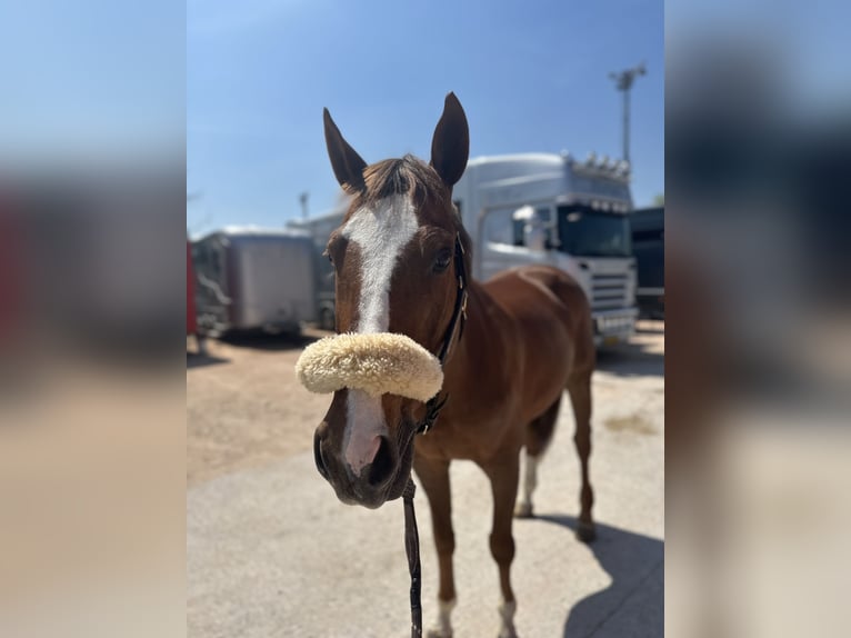 Cavallo sportivo belga Castrone 13 Anni Sauro in Arre