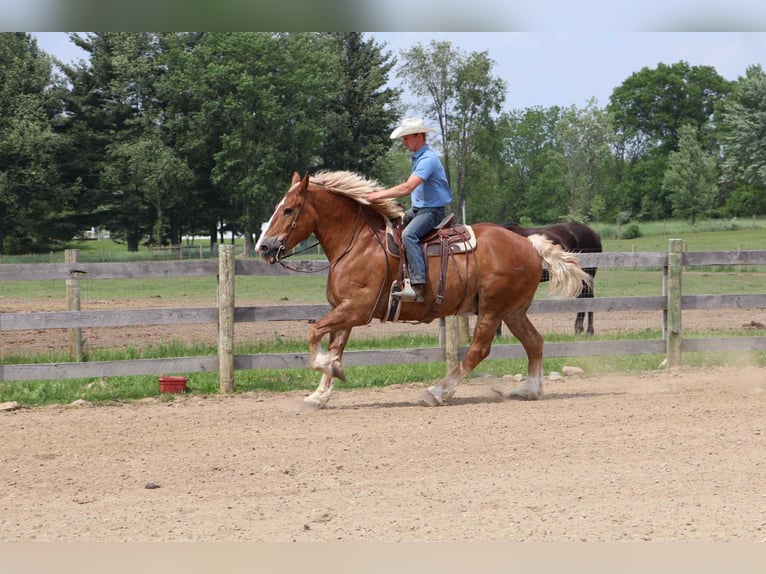 Cavallo sportivo belga Castrone 13 Anni Sauro ciliegia in Howell, MI