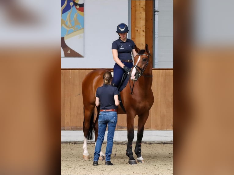 Cavallo sportivo belga Castrone 14 Anni 172 cm Baio in Hamm