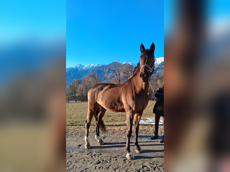 Cavallo sportivo belga Castrone 15 Anni 175 cm Baio in Tulfes