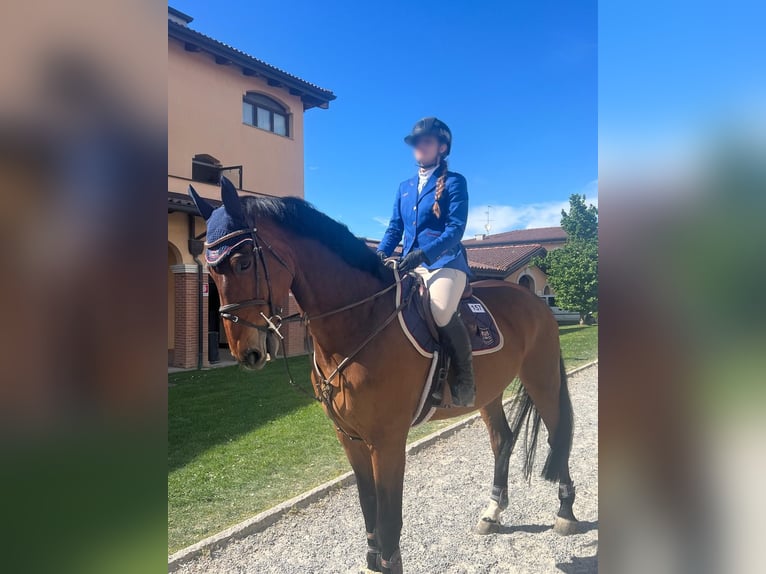 Cavallo sportivo belga Castrone 15 Anni 175 cm Baio ciliegia in parma