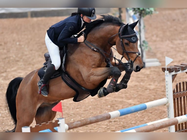 Cavallo sportivo belga Castrone 17 Anni 181 cm in Wendelstein