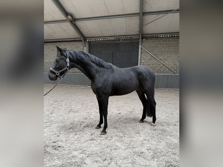 Cavallo sportivo belga Castrone 3 Anni 160 cm Morello in Erps-Kwerps