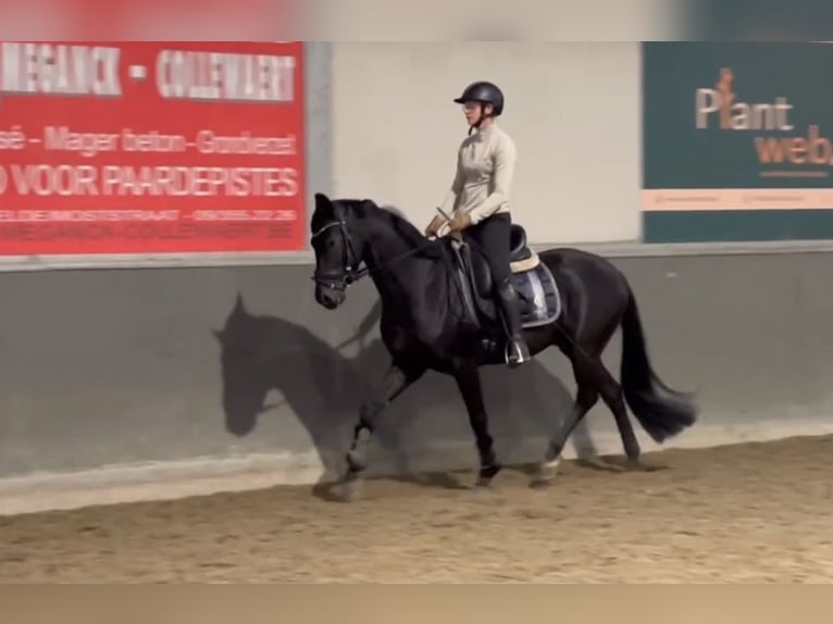 Cavallo sportivo belga Castrone 3 Anni 160 cm Morello in Erps-Kwerps