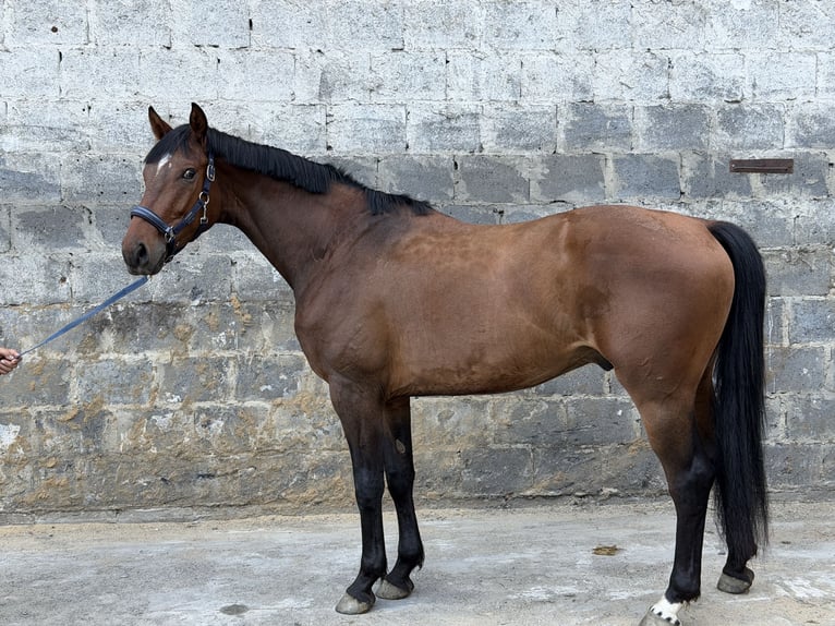 Cavallo sportivo belga Castrone 3 Anni 163 cm Baio in Krzepielów
