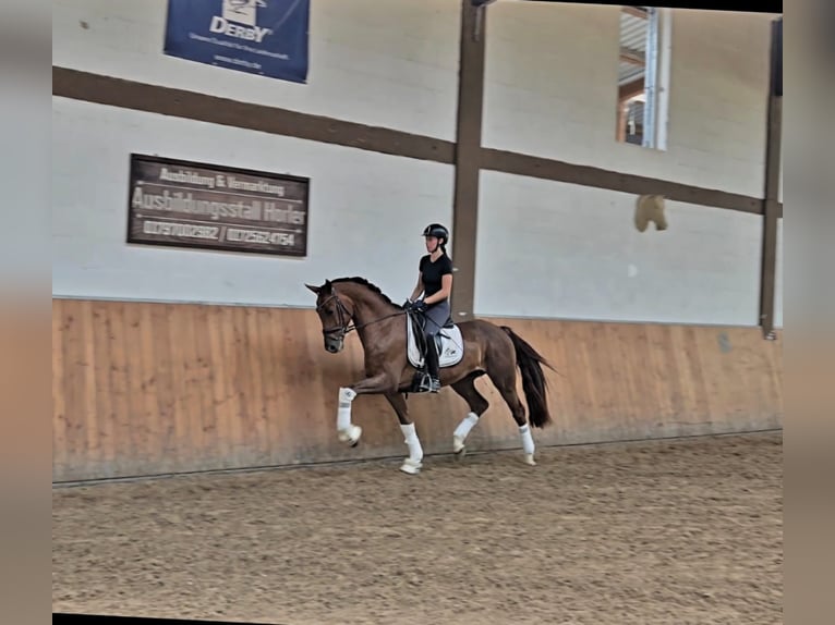 Cavallo sportivo belga Castrone 3 Anni 169 cm Sauro scuro in Tauberrettersheim