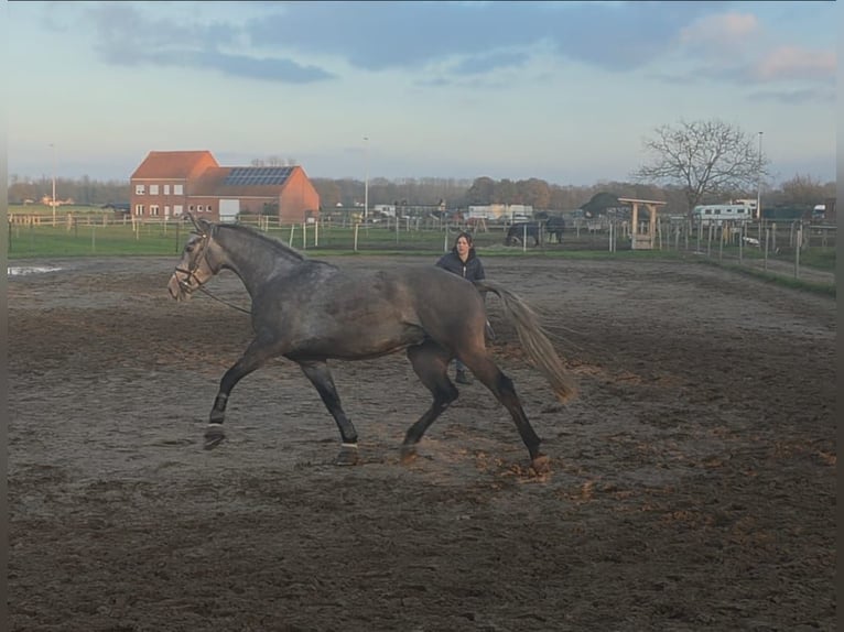 Cavallo sportivo belga Castrone 3 Anni 170 cm Leardo in EINDHOUT