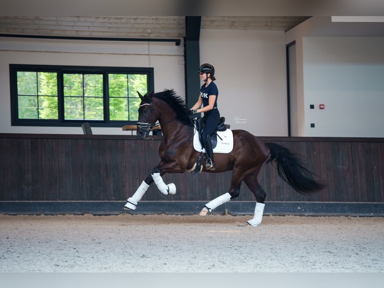 Cavallo sportivo belga Castrone 3 Anni 170 cm Morello in MAASTRICHT