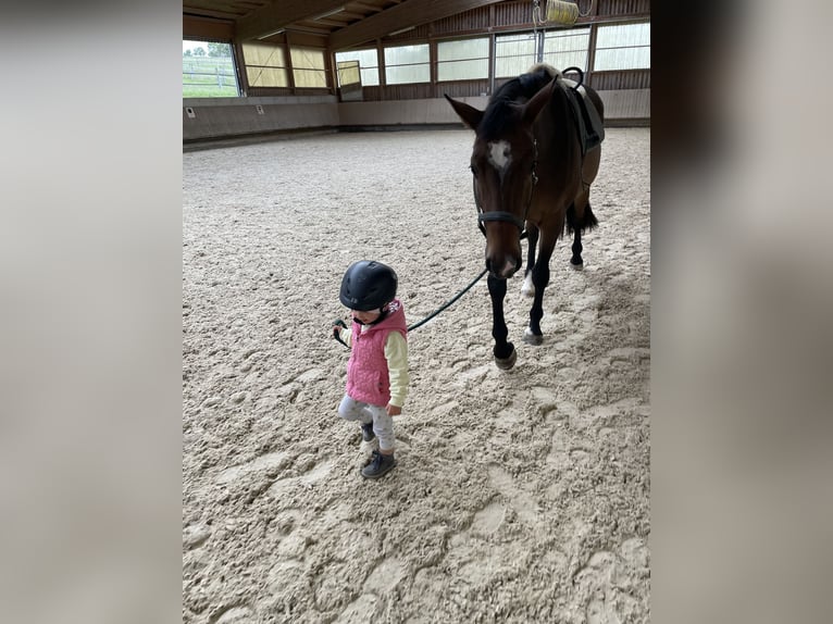 Cavallo sportivo belga Castrone 4 Anni 167 cm Baio in Weil der Stadt