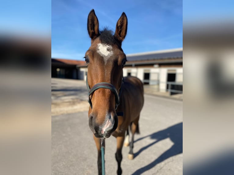 Cavallo sportivo belga Castrone 4 Anni 167 cm Baio in Weil der Stadt