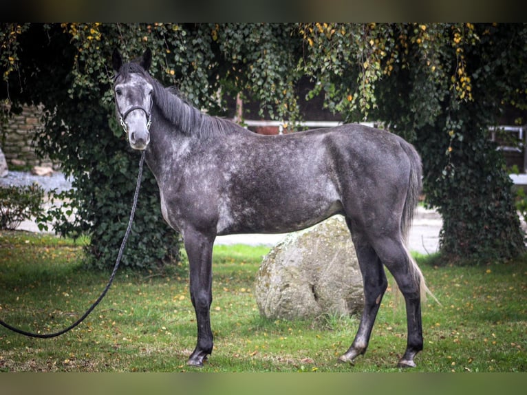 Cavallo sportivo belga Castrone 4 Anni 170 cm Grigio ferro in Merdrignac