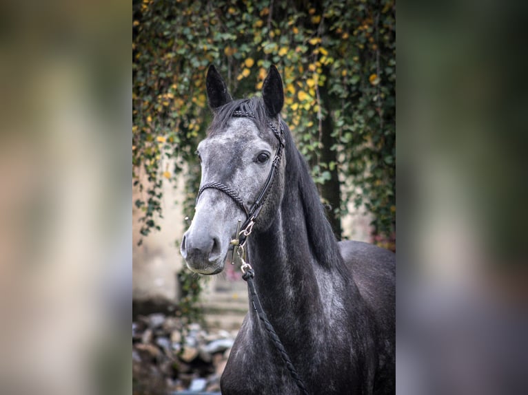 Cavallo sportivo belga Castrone 4 Anni 170 cm Grigio ferro in Merdrignac