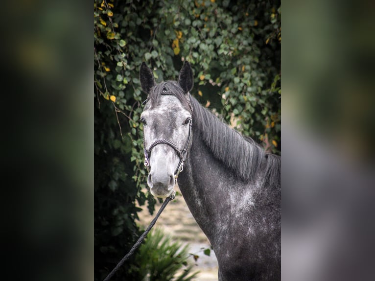 Cavallo sportivo belga Castrone 4 Anni 170 cm Grigio ferro in Merdrignac