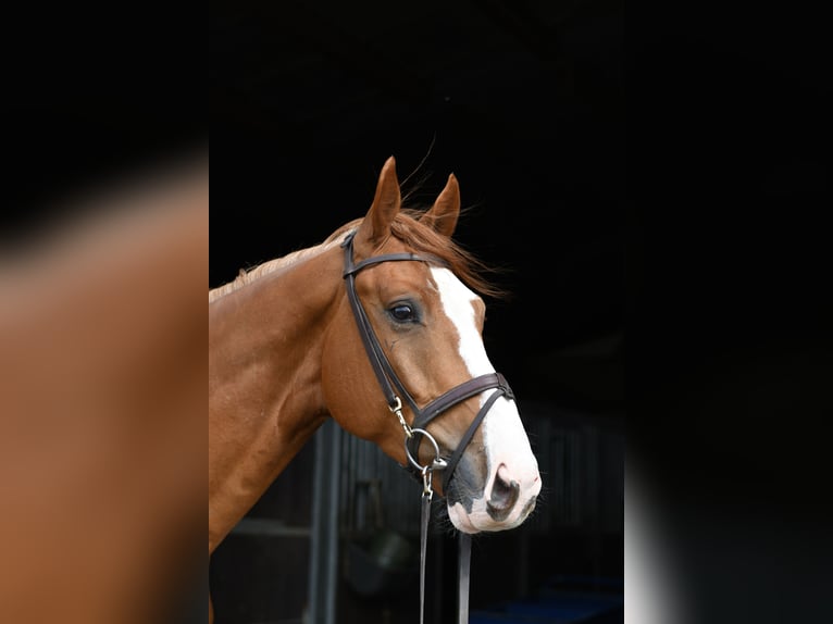 Cavallo sportivo belga Castrone 4 Anni 175 cm Sauro in Geilenkirchen
