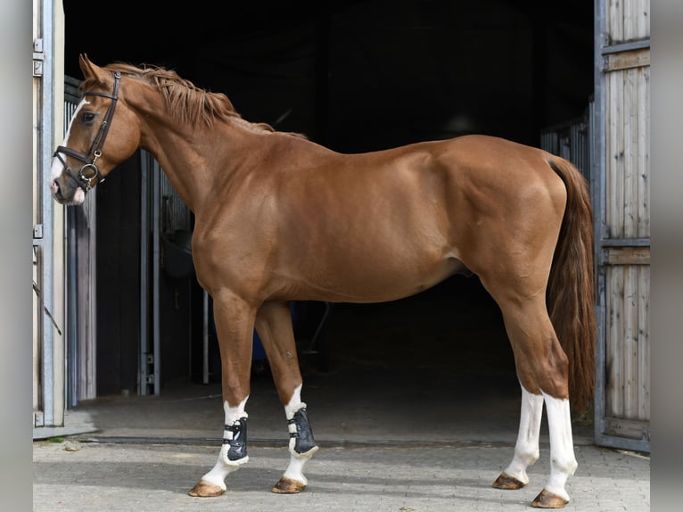 Cavallo sportivo belga Castrone 4 Anni 175 cm Sauro in Geilenkirchen