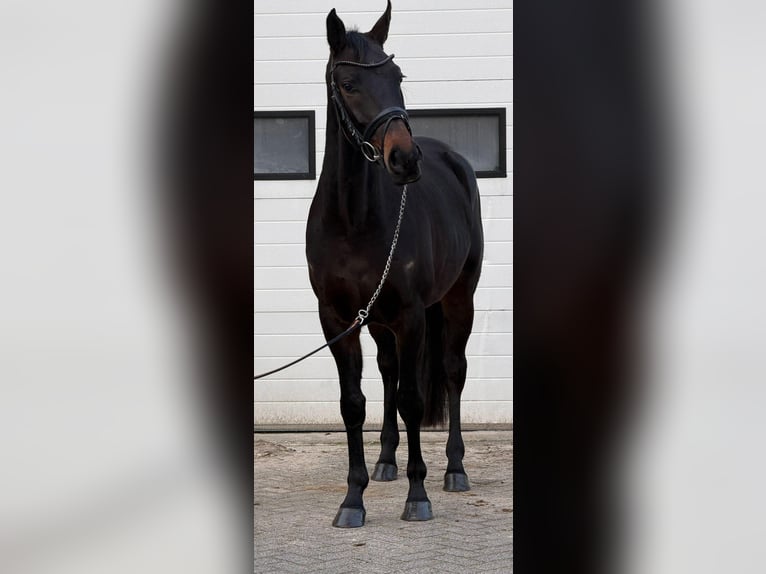 Cavallo sportivo belga Castrone 5 Anni 164 cm Baio scuro in Someren