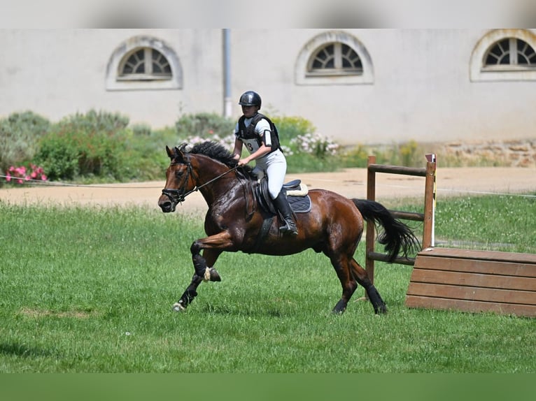 Cavallo sportivo belga Castrone 5 Anni 165 cm Baio in Coquainvilliers
