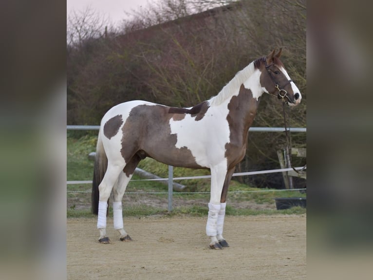 Cavallo sportivo belga Castrone 5 Anni 165 cm Pezzato in Geilenkirchen