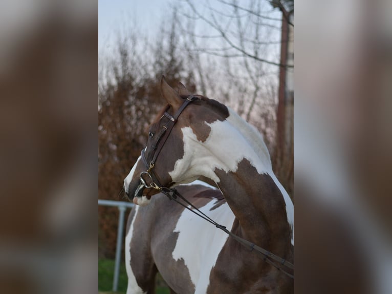 Cavallo sportivo belga Castrone 5 Anni 165 cm Pezzato in Geilenkirchen