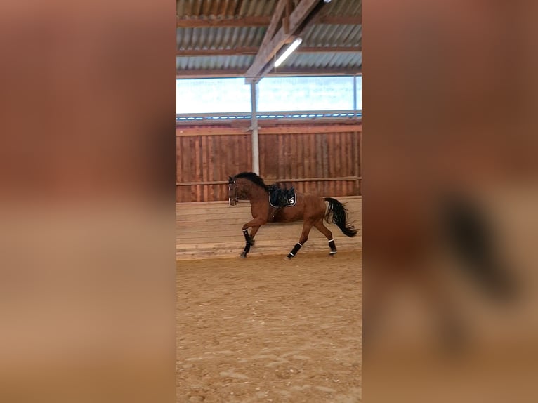 Cavallo sportivo belga Castrone 5 Anni 168 cm Baio in Kaufungen