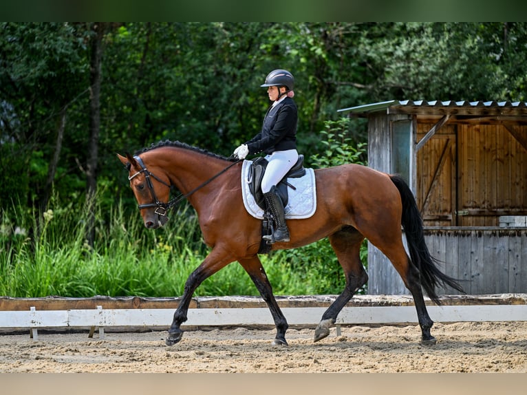 Cavallo sportivo belga Castrone 5 Anni 170 cm Baio in Schlins