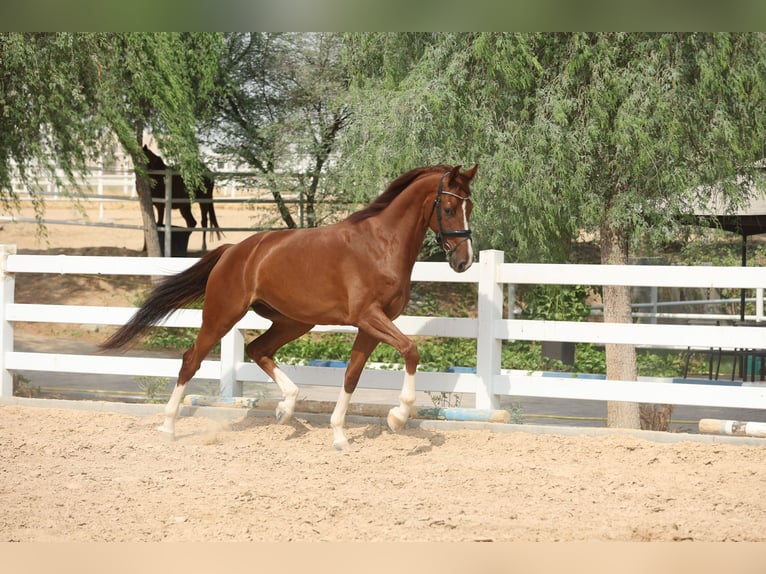 Cavallo sportivo belga Castrone 5 Anni 170 cm Sauro scuro in Dubai
