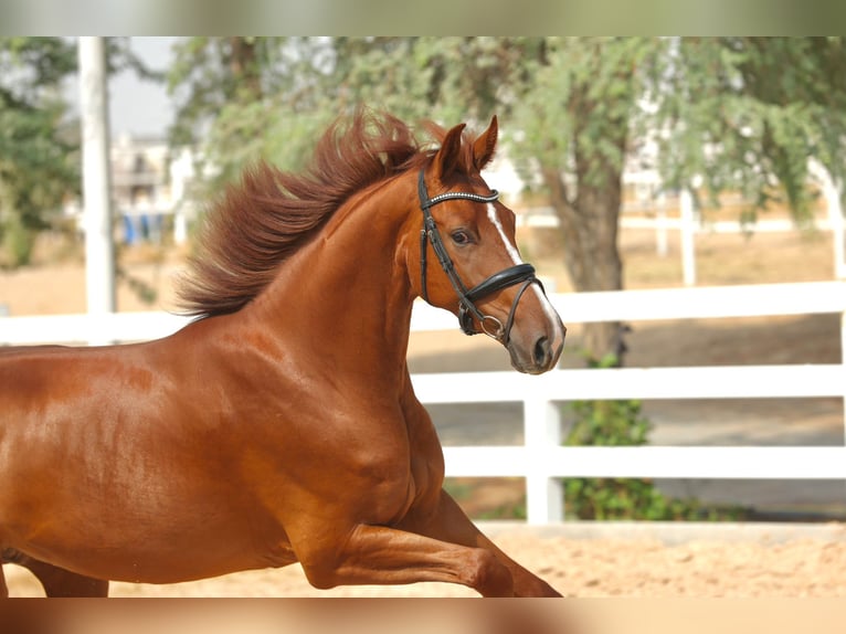 Cavallo sportivo belga Castrone 5 Anni 170 cm Sauro scuro in Dubai