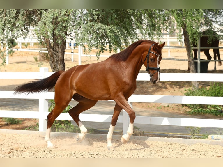 Cavallo sportivo belga Castrone 5 Anni 170 cm Sauro scuro in Dubai