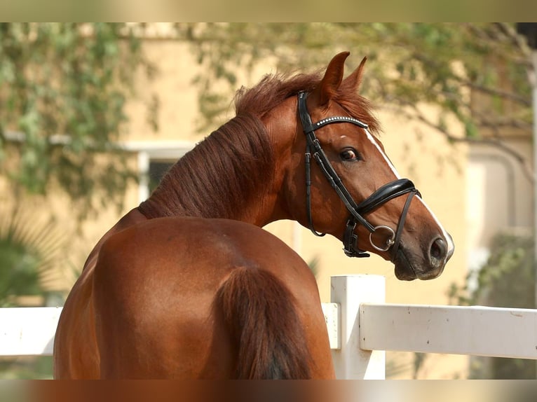 Cavallo sportivo belga Castrone 5 Anni 170 cm Sauro scuro in Dubai