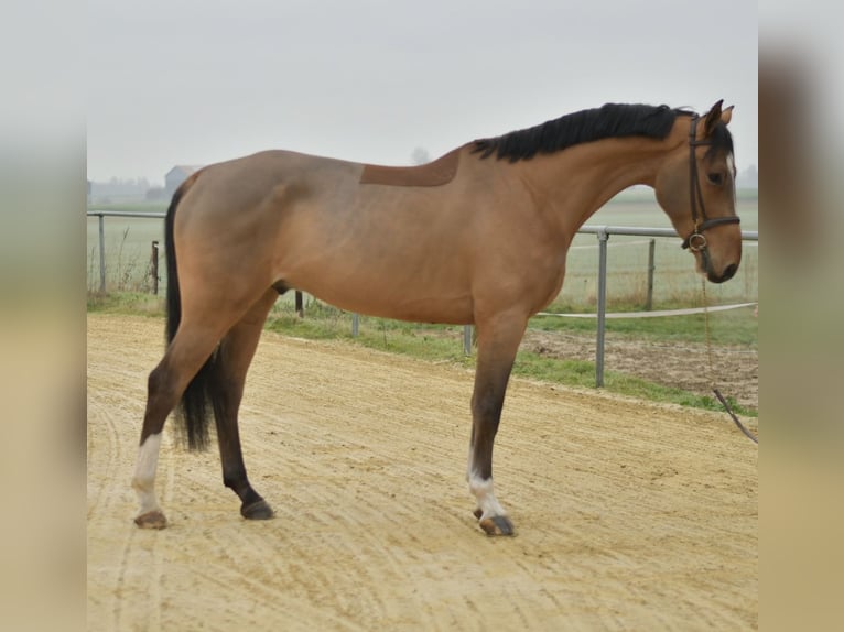 Cavallo sportivo belga Castrone 5 Anni 173 cm Baio chiaro in Geilenkirchen