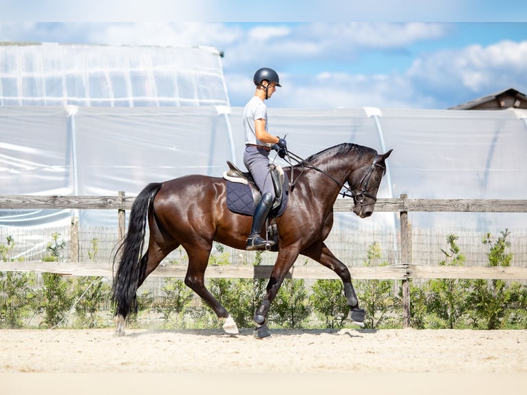 Cavallo sportivo belga Castrone 5 Anni 176 cm Baio nero in Pelt