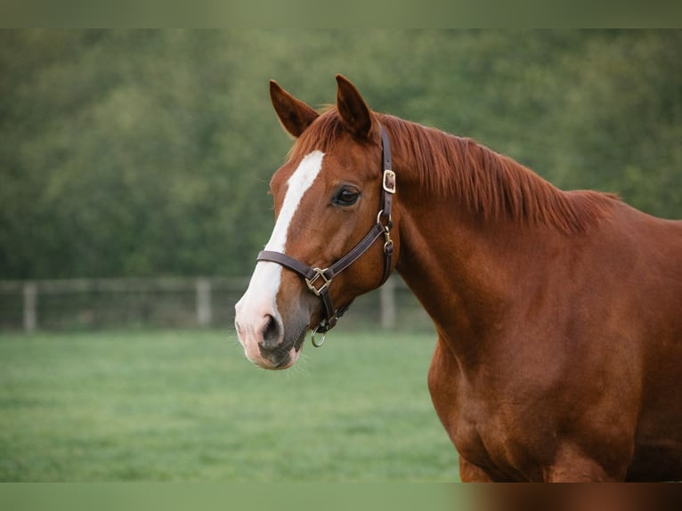Cavallo sportivo belga Castrone 5 Anni 178 cm Sauro in Saõne et Loire
