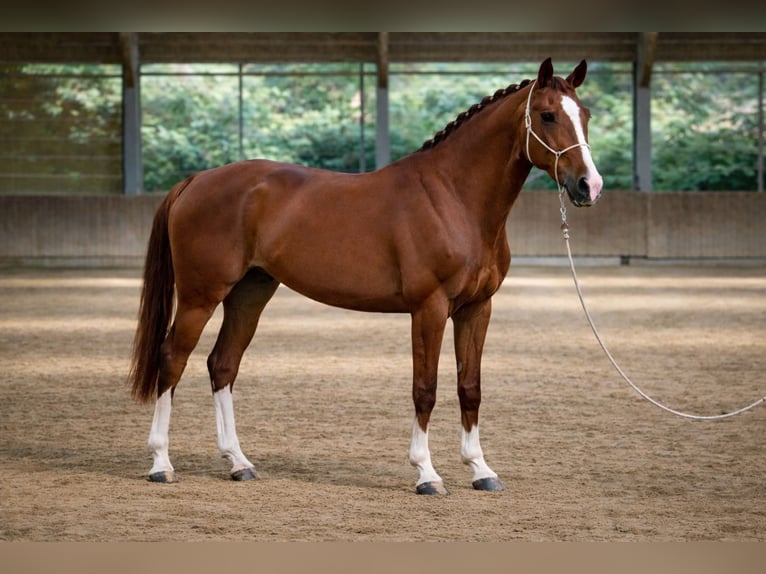 Cavallo sportivo belga Castrone 5 Anni 178 cm Sauro in Savoie