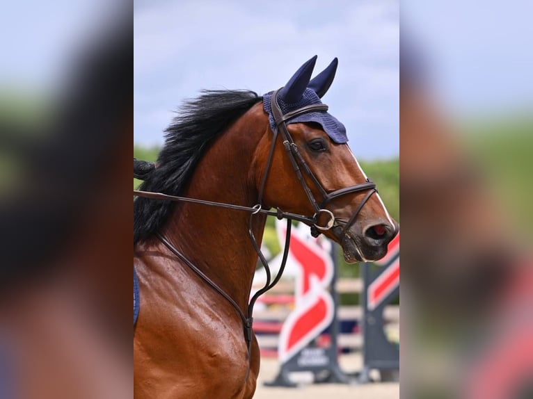Cavallo sportivo belga Castrone 6 Anni 165 cm Baio in Simard